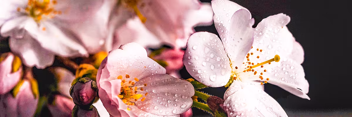 Hanami | Introducing Hanami::API