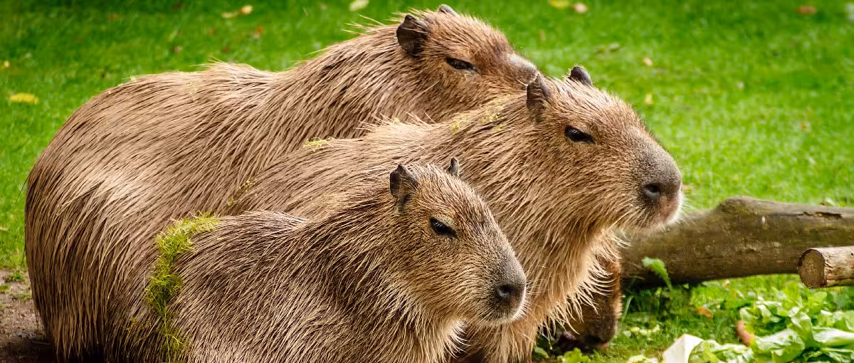 Interactive debug sessions in RSpec with Capybara